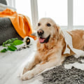 Purchasing Renter's Insurance with Pet Coverage: A Complete Guide