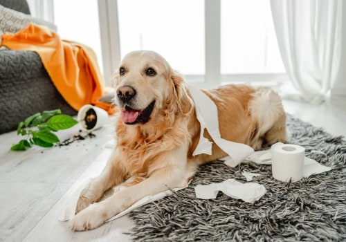 Purchasing Renter's Insurance with Pet Coverage: A Complete Guide